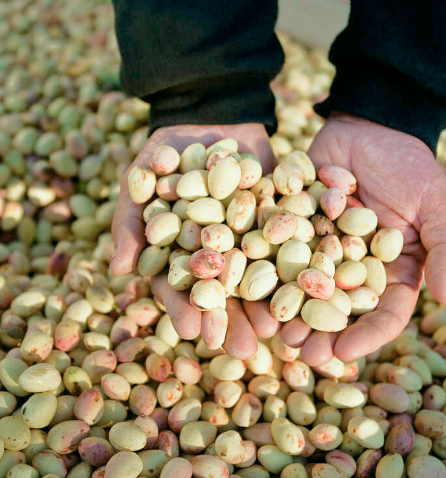 Pistachios with shell 3