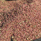 Raw Shelled Pistachios 500g