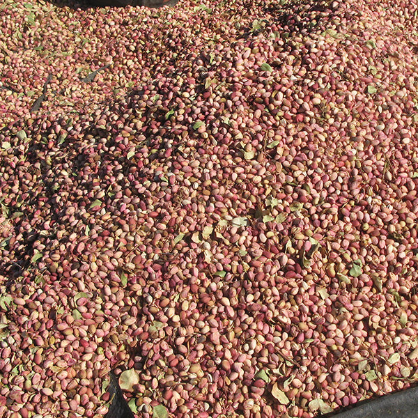 Raw Shelled Pistachios 500g