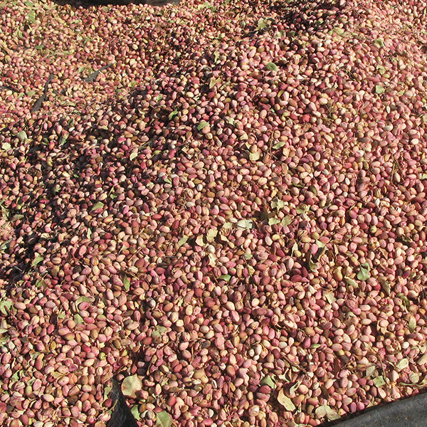 Raw Pistachio Kernels 500g